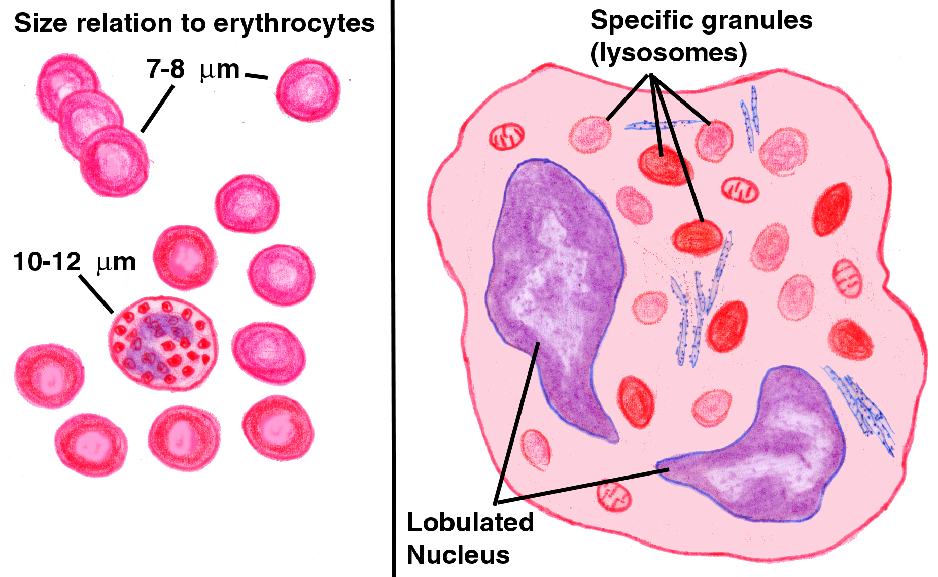 White Blood Cell diagram